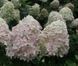 Гортензія волотиста Фантом. (Hydrangea paniculata Phantom) С3 CS2667 фото 4