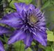 Клематис Мульти Блю. (Clematis Multi Blue) CS1737 фото 7