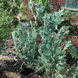 Ялівець горизонтальний Блю Чіп. (Juniperus horizontalis Blue Chip) С3 TS0031 фото 3