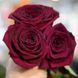 Роза Блек Парфумелла. (Black Perfumella) Ч/Г CS1337 фото 1