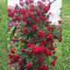 Роза Ред Парфюм. (Red Parfum) Плетистая CS0637 фото 1