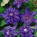 Клематис Мульти Блю. (Clematis Multi Blue) CS1737 фото 1