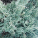 Ялівець горизонтальний Блю Чіп. (Juniperus horizontalis Blue Chip) С3 TS0031 фото 2