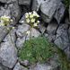 Ломикамінь метільчатий срібно-окантовий (Saxifraga paniculata) Р9 М00103 фото 3