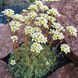 Ломикамінь метільчатий срібно-окантовий (Saxifraga paniculata) Р9 М00103 фото 1