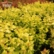 Пухироплідник калинолистий Dart&rsquo;s Gold (Physocarpus opulifolius Dart&rsquo;s Gold) С2 R5145 фото 3