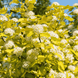 Пухироплідник калинолистий Dart&rsquo;s Gold (Physocarpus opulifolius Dart&rsquo;s Gold) С2 R5145 фото 1