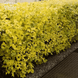 Пухироплідник калинолистий Dart&rsquo;s Gold (Physocarpus opulifolius Dart&rsquo;s Gold) С2 R5145 фото 2