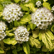 Пухироплідник калинолистий Dart&rsquo;s Gold (Physocarpus opulifolius Dart&rsquo;s Gold) С2 R5145 фото 4