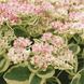 Седум  Фрості Морн Frosty Morn / Sedum &lsquo;Frosty Morn&rsquo;  V10026 фото 3