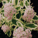 Седум  Фрості Морн Frosty Morn / Sedum &lsquo;Frosty Morn&rsquo;  V10026 фото 1