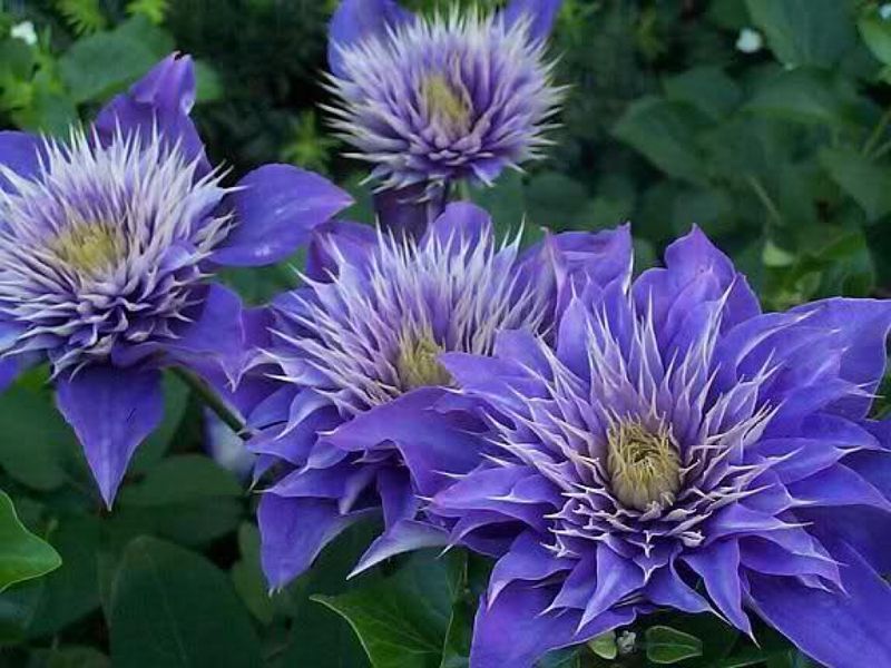 Клематис Мульти Блю. (Clematis Multi Blue)