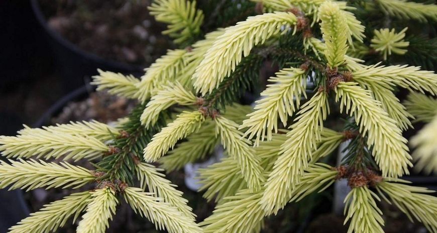 Ялина звичайна Фінедонензіс (Picea abies Finedonensis) С20 CS2114 фото