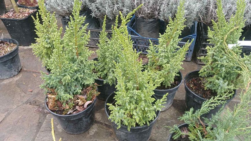 Можжевельник пинги Лодери (Juniperus pingii Loderi) C3 &mdash; купить саженцы можжевельника, хвойные растения, декоративный вечнозеленый кустарник R29567 фото