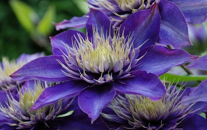 Клематис Мульти Блю. (Clematis Multi Blue)