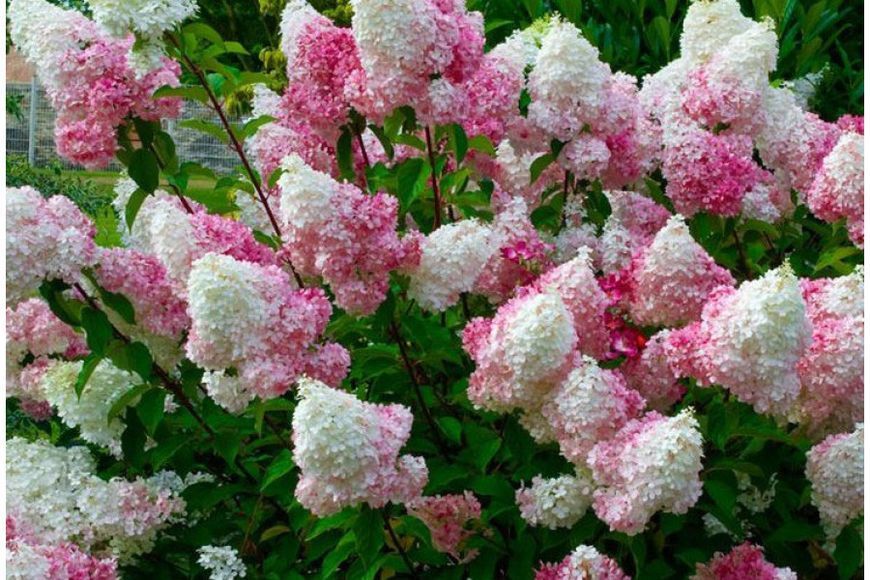 Гортензія волотиста Пінкі Вінкі. (Hydrangea paniculata Pinky Winky) C3