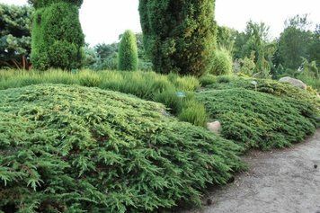 Ялівець звичайний Грін Карпет. (Juniperus communis Green Carpet) С3 CS2215 фото