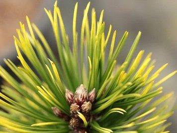 Сосна белокорая Вайт Клауд. (Pinus leucodermis White Cloud) С35 CS2365 фото