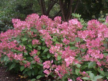Гортензія волотиста Ерлі Сенсейшн. (Hydrangea paniculata Early Sensation) С10, 5-річка CS2668 фото