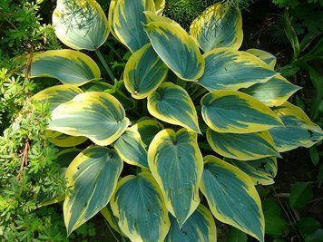 Хоста "Ферст Фрост" (Hosta "First Frost") V62197 фото