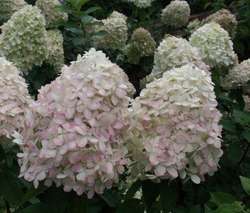 Гортензия метельчатая Фантом. (Hydrangea paniculata Phantom) ШТАМБ CS2718 фото