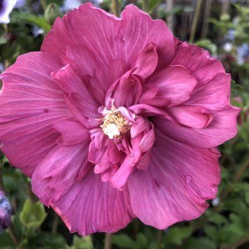 Гібіскус сирійський Маджента Шифон. (Hibiscus syriacus Magenta Chiffon) С3 CS2618 фото