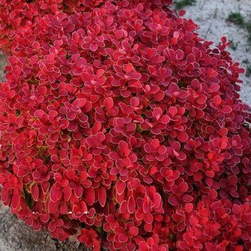 Барбарис Тунберга Руби Стар. (Berberis thunbergii Rubi Star) С3 CS2518 фото