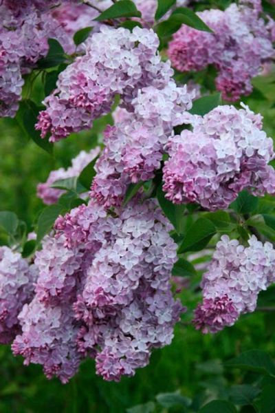 Бузок звичайний Мрія. (Syringa vulgaris Mechta) ШТАМБ CS2968 фото