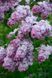 Бузок звичайний Мрія. (Syringa vulgaris Mechta) ШТАМБ CS2968 фото 2