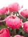 Троянда Вувузела Пінк (Pink Vuvuzela) V71088 фото 1