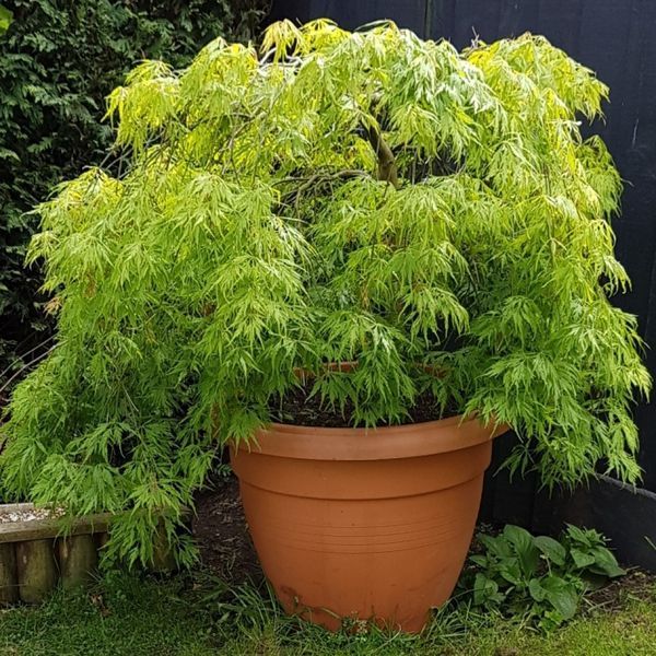 Клен віяловий пальмолистий Емеральд Лейс. (Acer palmatum Emerald Lace) C3