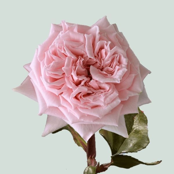 Роза Принцесса Хитоми. (Princess Hitomi Rose) японская Ч/Г на ШТАМБЕ