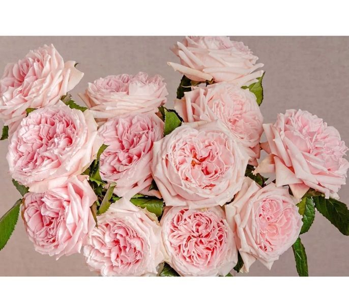 Роза Принцесса Хитоми. (Princess Hitomi Rose) японская Ч/Г на ШТАМБЕ
