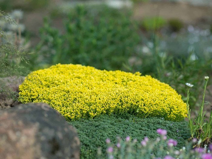 Очиток їдкий Yellow Queen (Жовта королева) (Sedum acre Yellow Queen) ґрунтопокривний Р9 V20231 фото