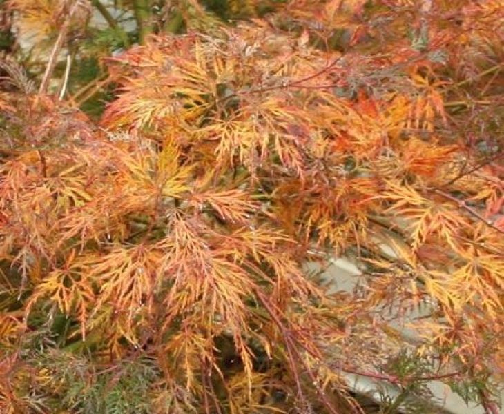 Клен віяловий пальмолистий Емеральд Лейс. (Acer palmatum Emerald Lace) C3