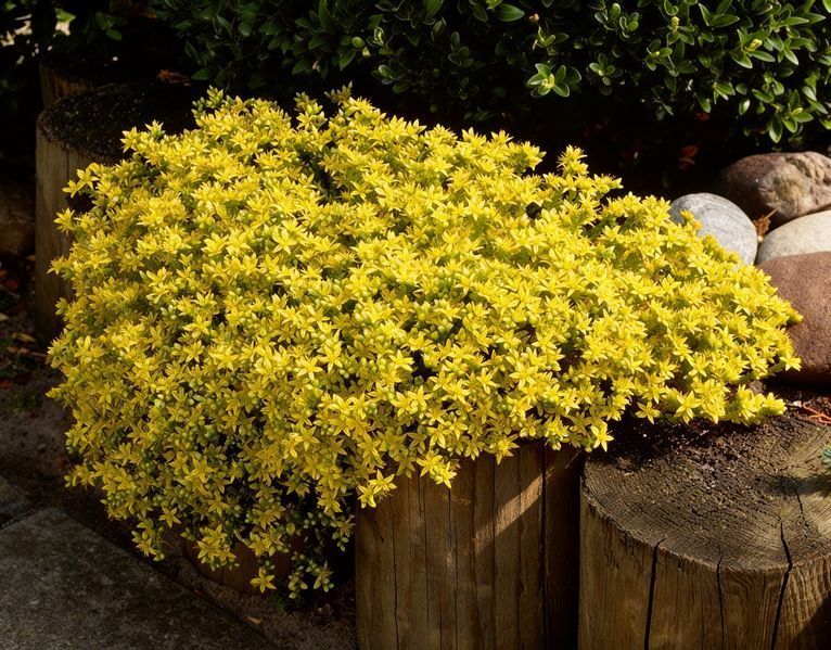 Очиток їдкий Yellow Queen (Жовта королева) (Sedum acre Yellow Queen) ґрунтопокривний Р9 V20231 фото