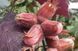 Фундук обыкновенный Сирена. (Corylus avellana Syrena) CS2868 фото 2