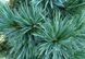 Сосна м'яка Цесаріні Блю. (Pinus flexilis Cesarinii Blue) С5 CS2315 фото 2