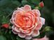 Роза Элизабет Стюарт. (Elizabeth Stuart) Шраб CS1538 фото 2