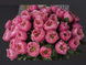Троянда Вувузела Пінк (Pink Vuvuzela) V71088 фото 3
