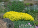 Очиток їдкий Yellow Queen (Жовта королева) (Sedum acre Yellow Queen) ґрунтопокривний Р9 V20231 фото 5