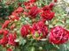 Роза Дип Импрешн. (Deep Impression) Флорибунда  V70209 фото 4