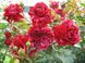 Роза Дип Импрешн. (Deep Impression) Флорибунда  V70209 фото 3