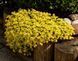 Очиток їдкий Yellow Queen (Жовта королева) (Sedum acre Yellow Queen) ґрунтопокривний Р9 V20231 фото 4