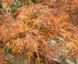 Клен віяловий пальмолистий Емеральд Лейс. (Acer palmatum Emerald Lace) C3 V12840 фото 3