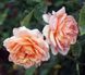 Роза Элизабет Стюарт. (Elizabeth Stuart) Шраб CS1538 фото 3
