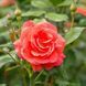 Роза Коралин. (Coralin) Миниатюрная CS0438 фото 3
