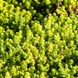 Очиток їдкий Yellow Queen (Жовта королева) (Sedum acre Yellow Queen) ґрунтопокривний Р9 V20231 фото 2