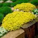 Очиток їдкий Yellow Queen (Жовта королева) (Sedum acre Yellow Queen) ґрунтопокривний Р9 V20231 фото 1