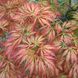 Клен віяловий пальмолистий Емеральд Лейс. (Acer palmatum Emerald Lace) C3 V12840 фото 1